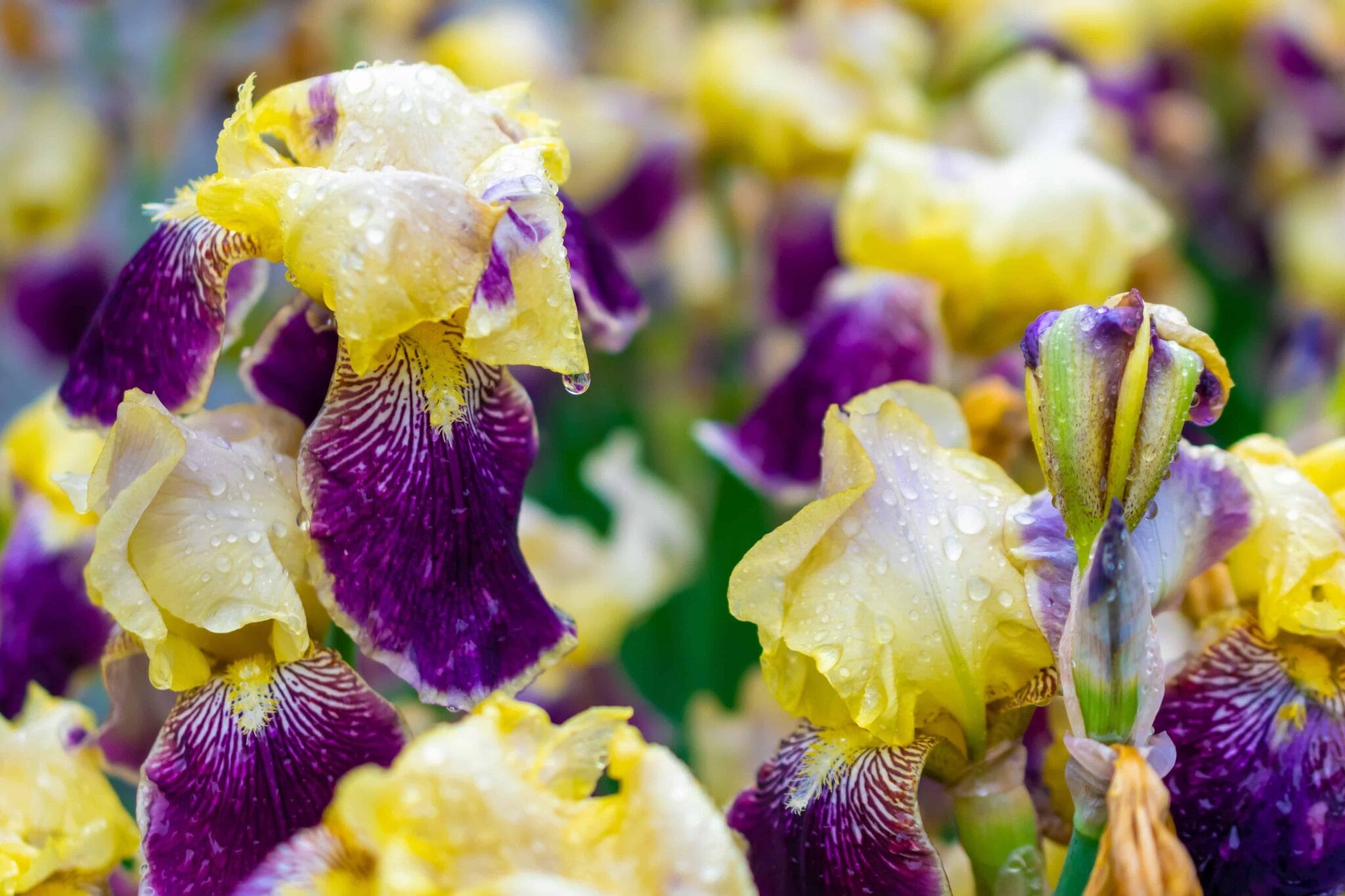 Iris Colette Thurillet