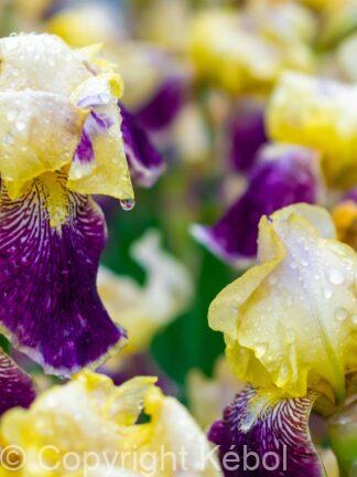 Iris Colette Thurillet