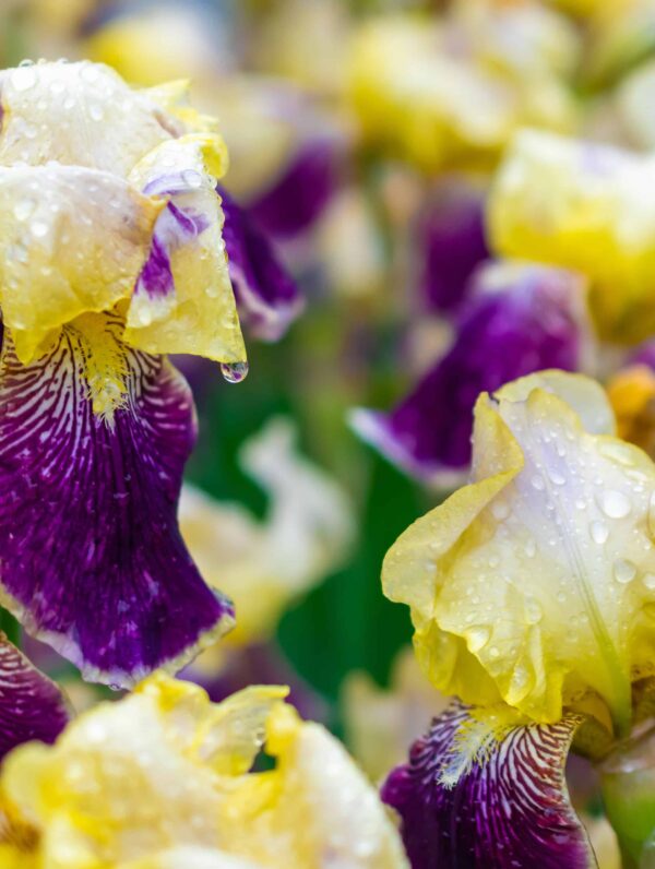 Iris Colette Thurillet