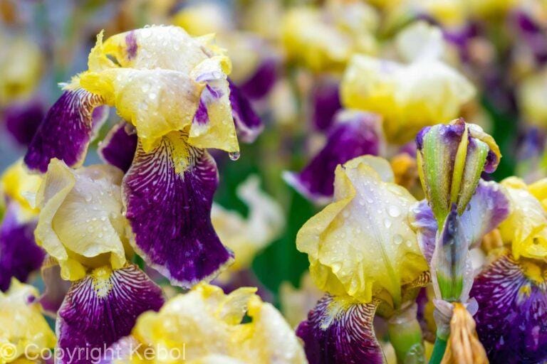 Iris Colette Thurillet