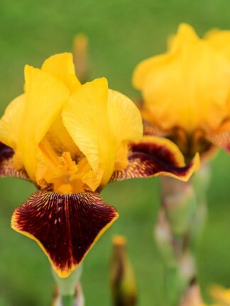 Iris germanica Whoop Em Up