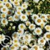 Aster dumosus Perla