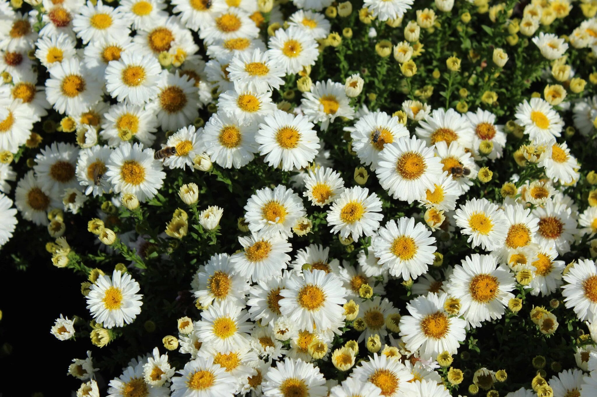 Aster dumosus Perla