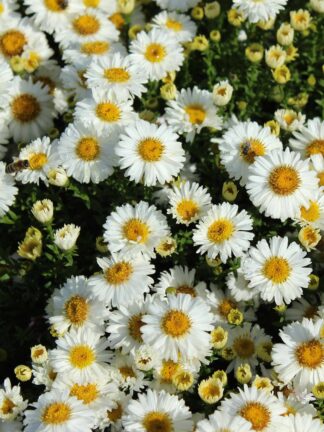 Aster dumosus Perla