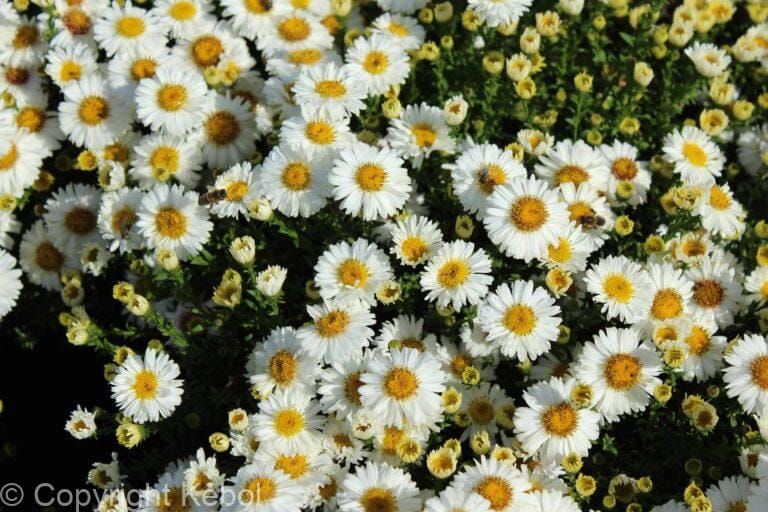 Aster dumosus Perla