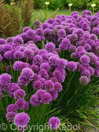 Allium Millenium