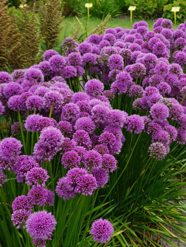 Allium Millenium