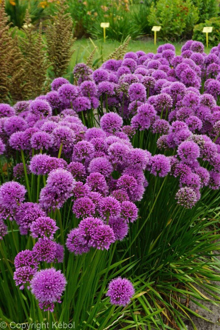 Allium Millenium