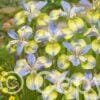 Iris sibirica Tipped in Blue