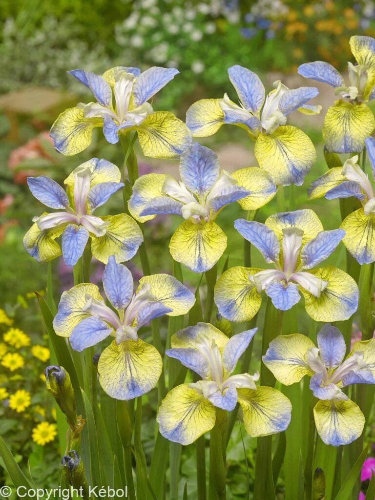 Iris sibirica Tipped in Blue