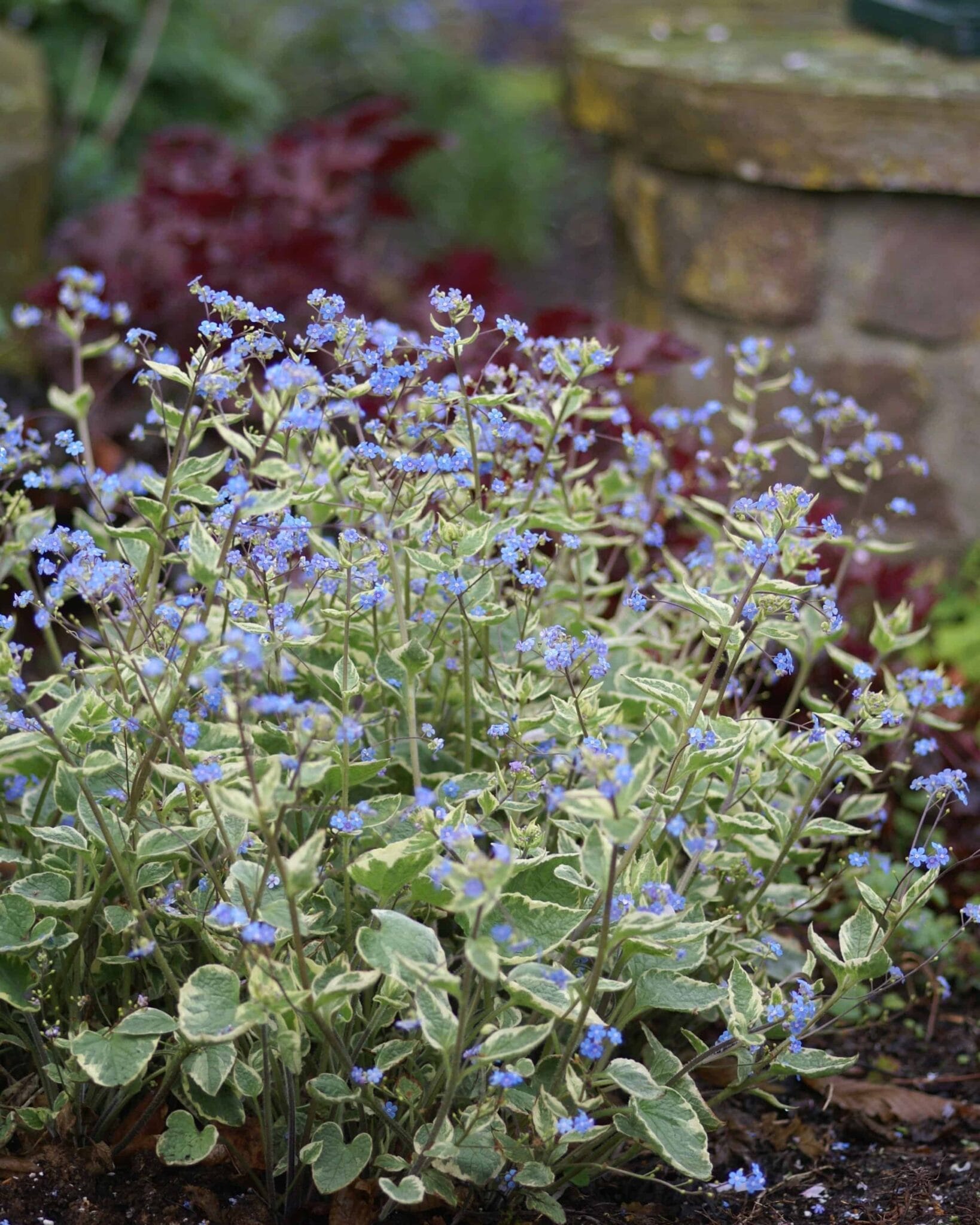 Brunnera Variegata