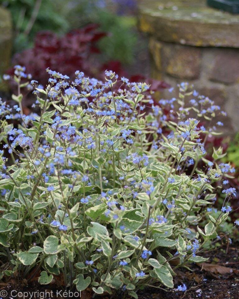 Brunnera Variegata