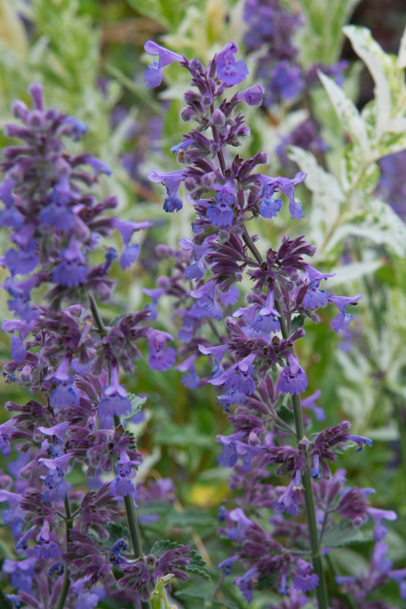 Nepeta Walker's Low