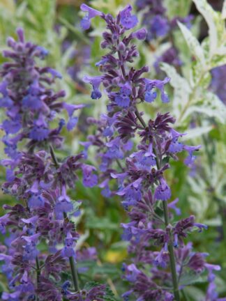 Nepeta Walker's Low