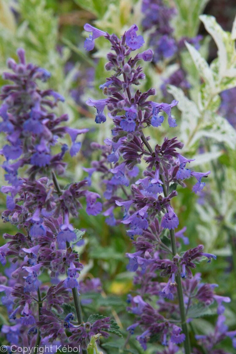 Nepeta Walker's Low