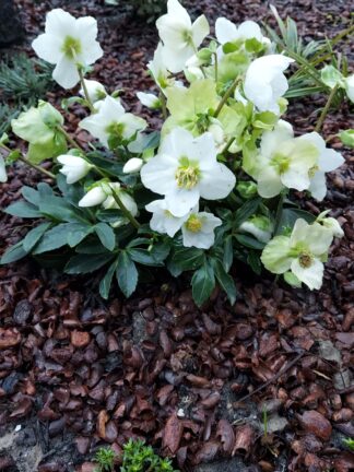 Helleborus Niger