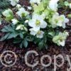 Helleborus Niger