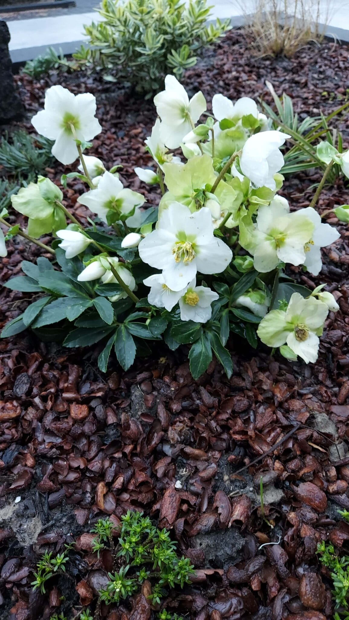 Helleborus Niger
