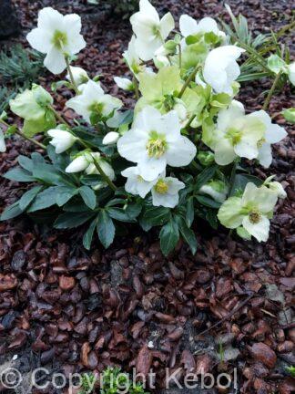Helleborus Niger