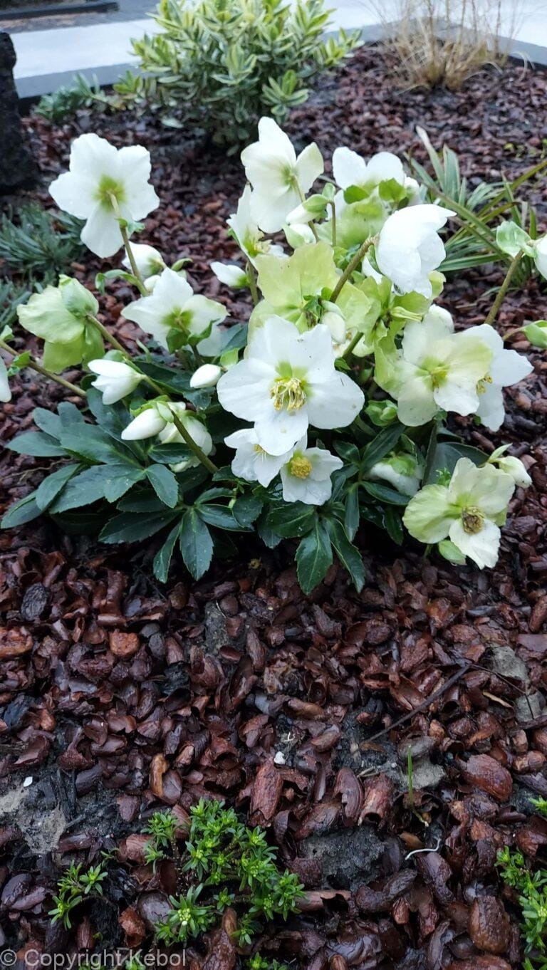Helleborus Niger