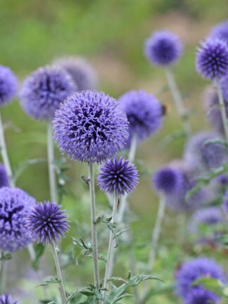 Echinops ritro