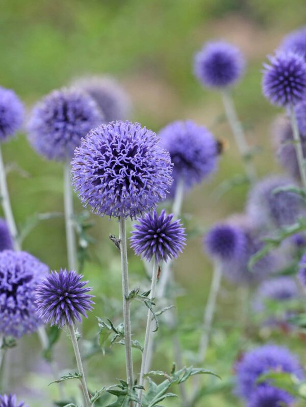 Echinops ritro