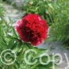 Paeonia Red Double
