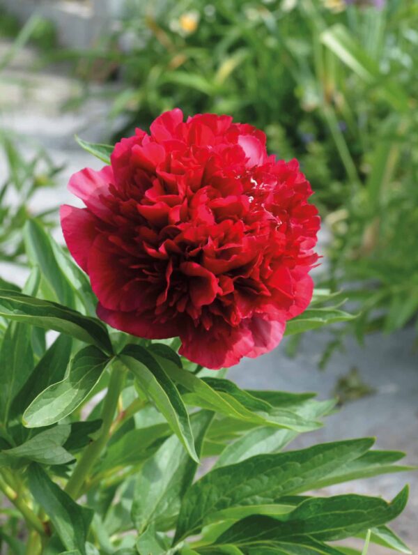Paeonia Red Double