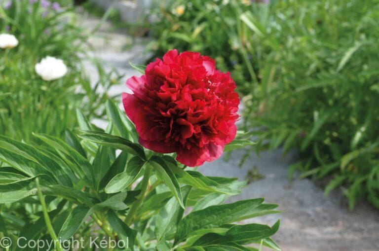 Paeonia Red Double