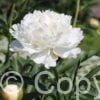 Paeonia White Double