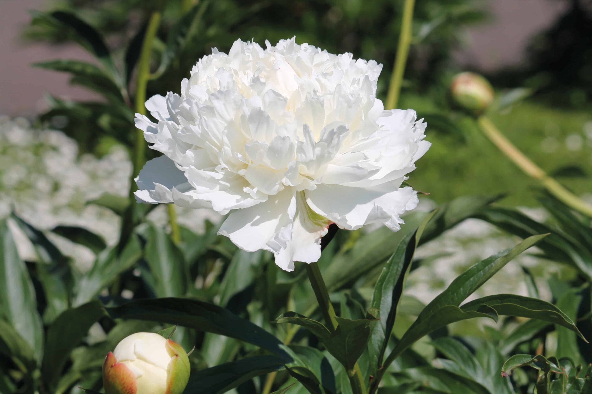Paeonia White Double
