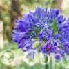 Agapanthus Headbourne Hybrids