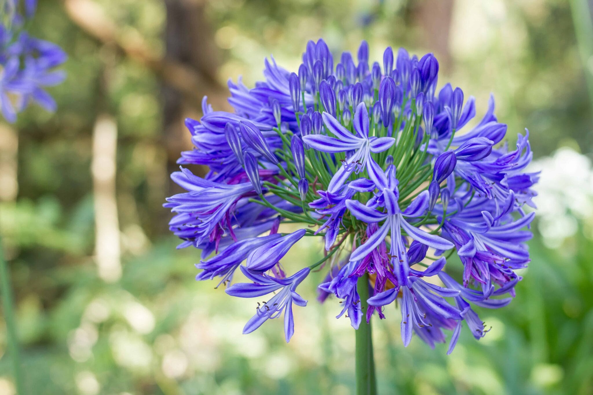 Agapanthus Headbourne Hybrids