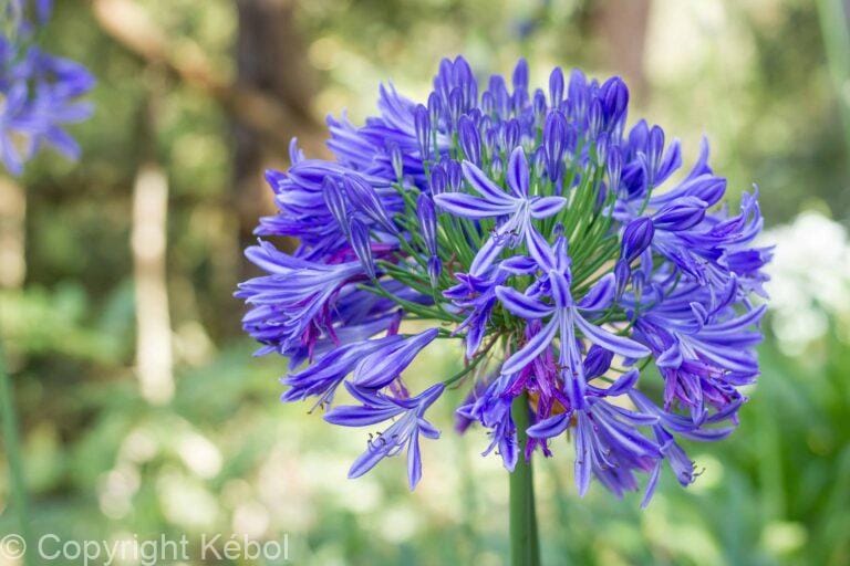 Agapanthus Headbourne Hybrids