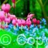 Dicentra Spectabilis Pink