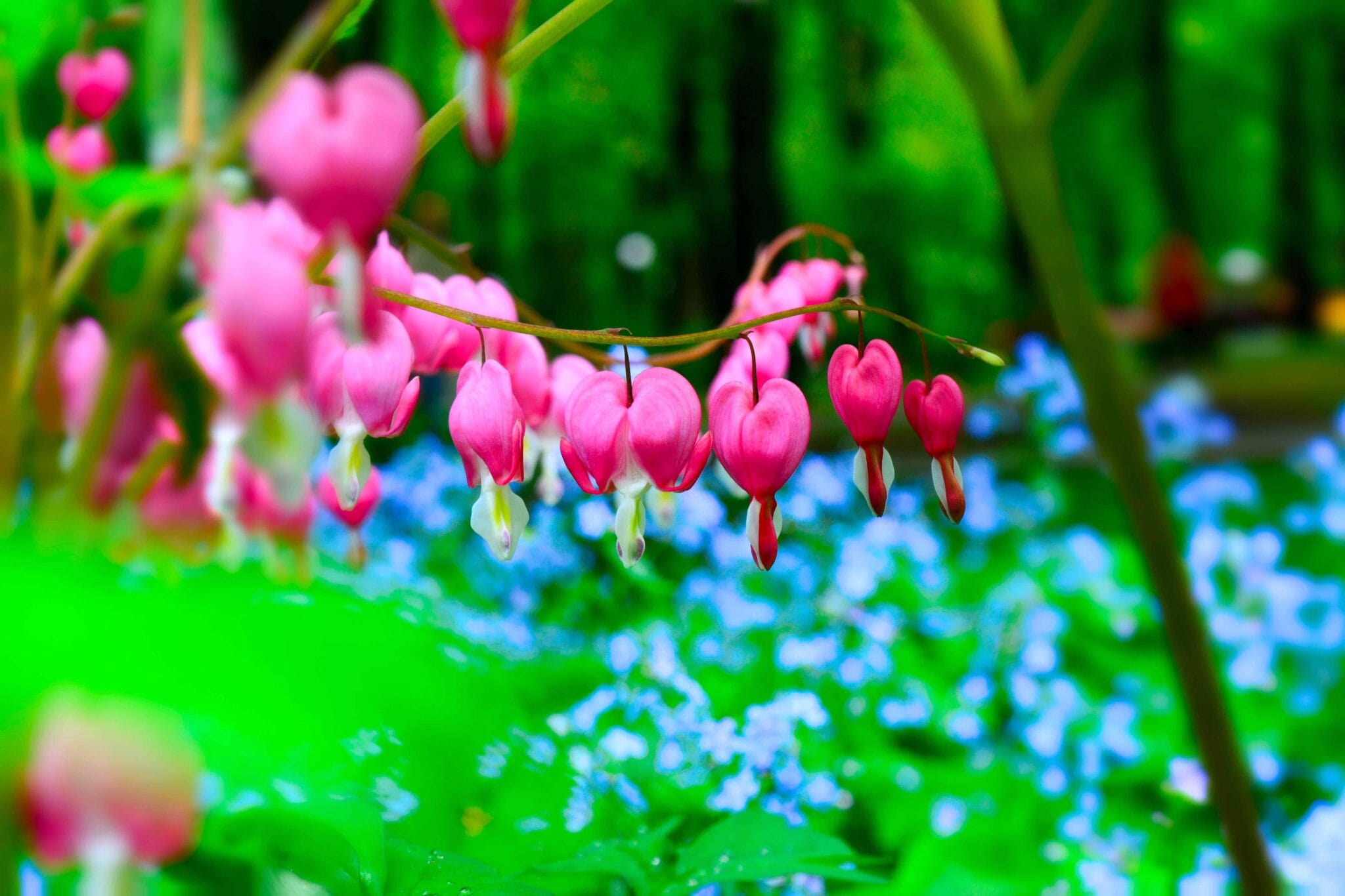 Dicentra Spectabilis Pink