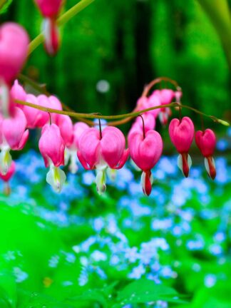 Dicentra Spectabilis Pink