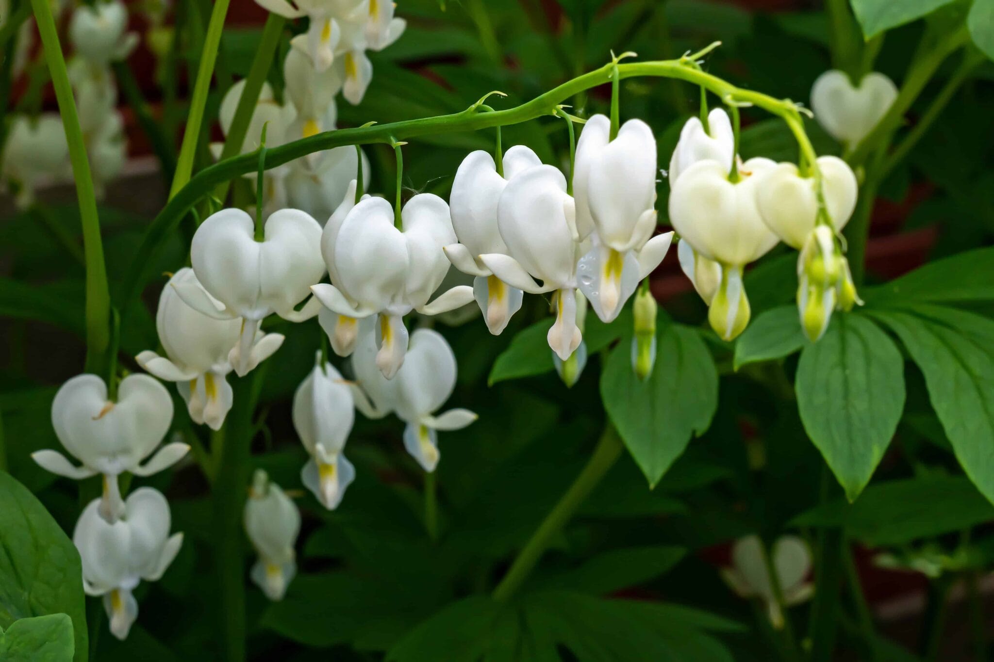 Dicentra Alba
