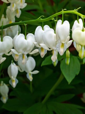 Dicentra Alba - case