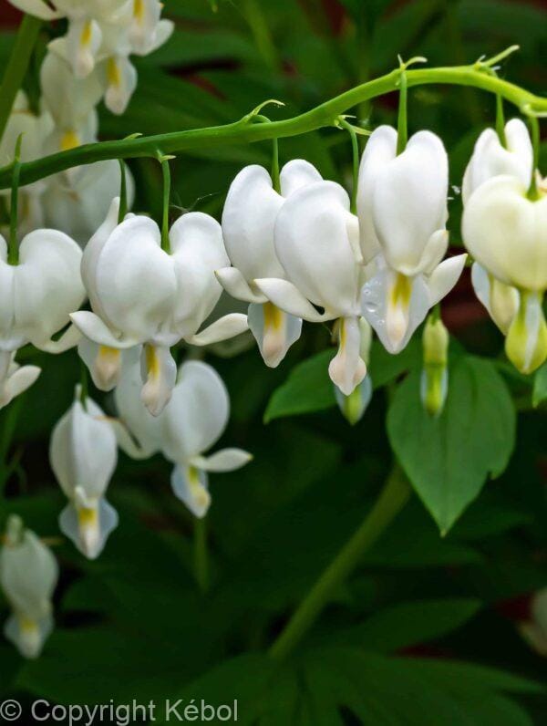 Dicentra Alba