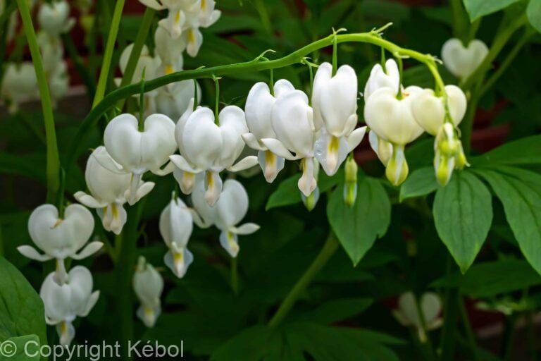 Dicentra Alba