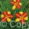 Hemerocallis Frans Hals