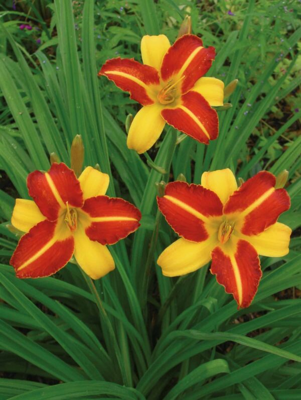 Hemerocallis Frans Hals
