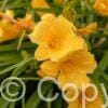 Hemerocallis Stella de Oro