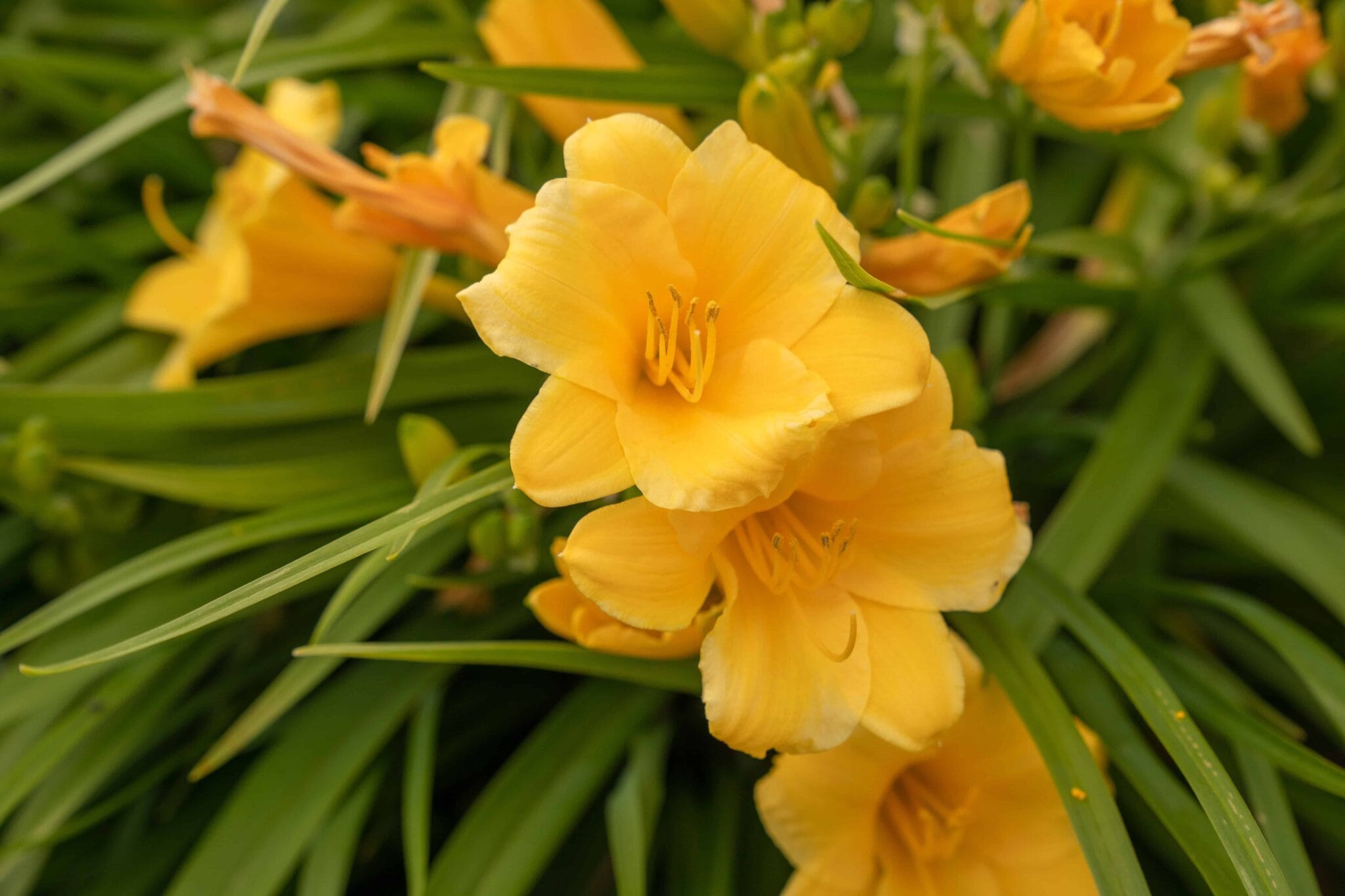 Hemerocallis Stella de Oro