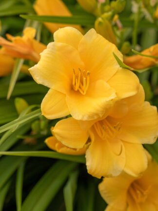 Hemerocallis Stella de Oro