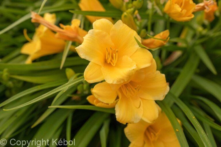 Hemerocallis Stella de Oro