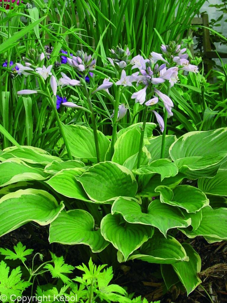 Hosta Fort. Aureomarginata
