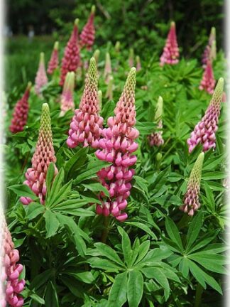 Lupine Red
