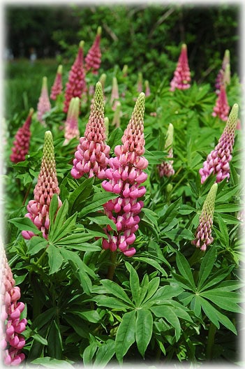 Lupine Rood